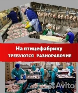Разнорабочие на птицефабрику Краснодарский край