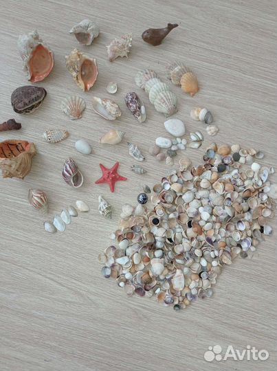 Морские ракушки