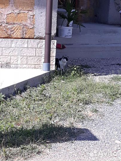 Кот адольф б/у