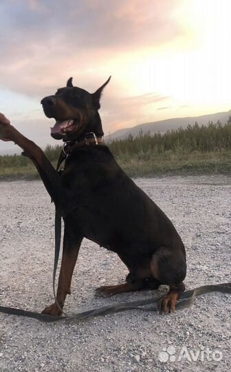 Щенок добермана девочка