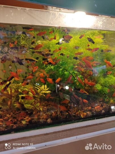Аквариумные рыбки