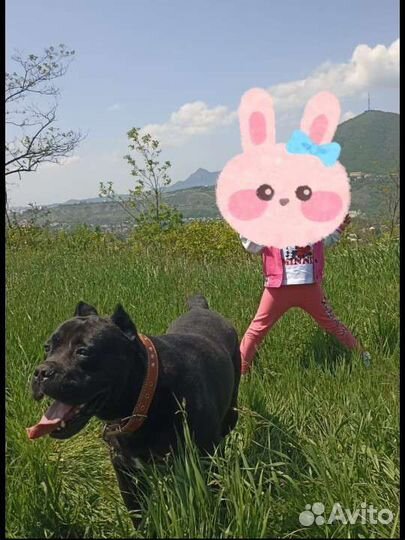Вязка