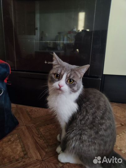 Отдам кошку