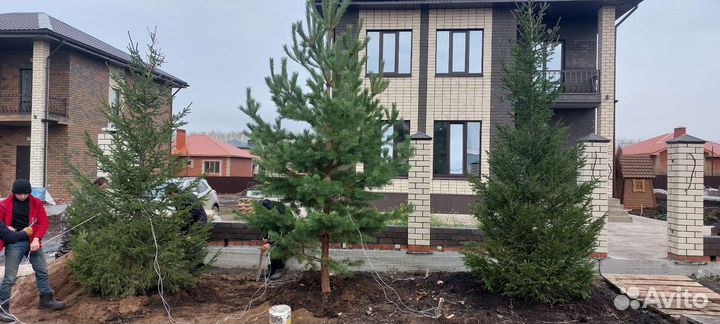 Сосны ели и много других видов