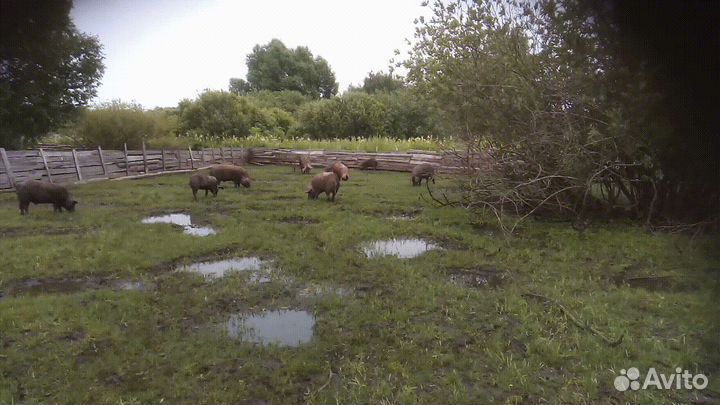 Мясо, домашнее, деревенское