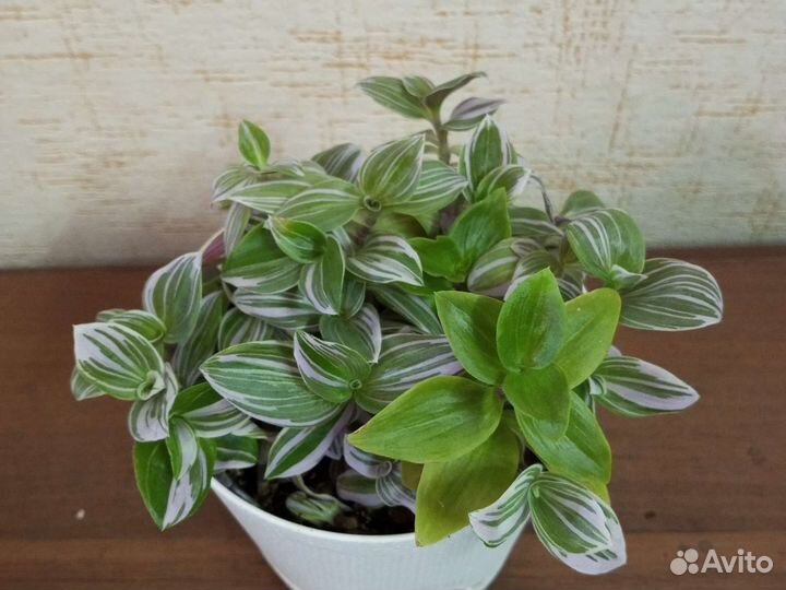 Традесканция