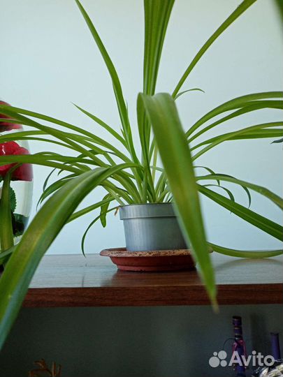 Комнатные растения