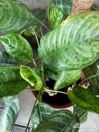 Диффенбахия