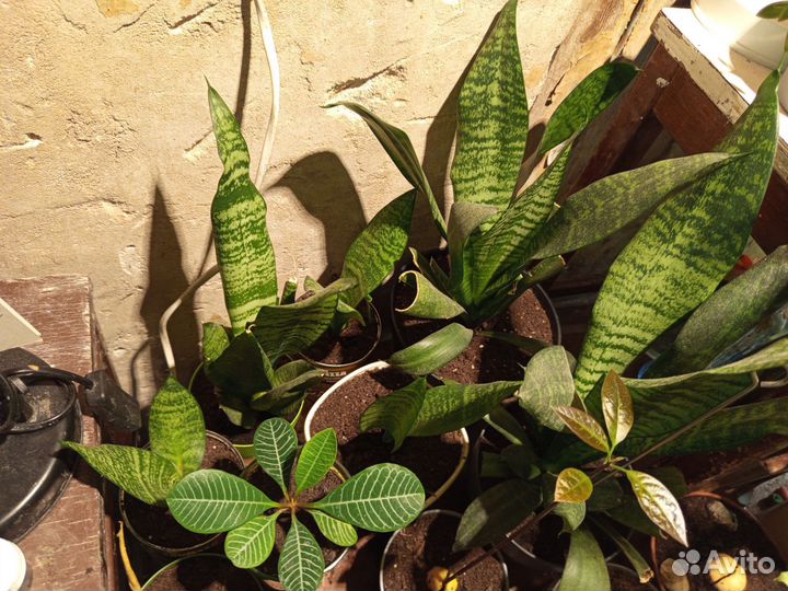 Сансевиерия