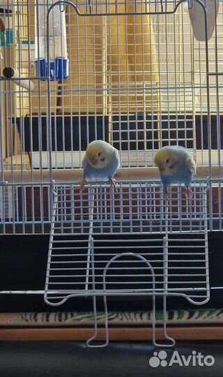 Клетка Triol для птиц большая