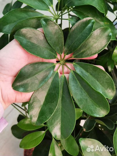 Шеффлера Нора на штамбе, декоративно-лиственные