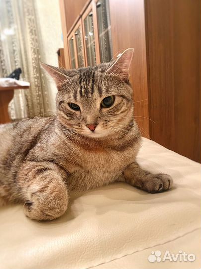 Кошка