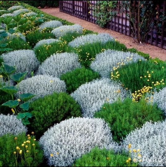 Растения для сада