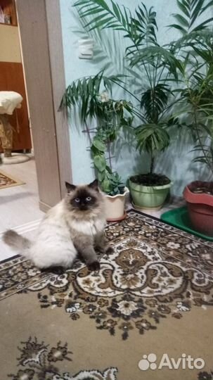 Невская маскарадная