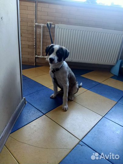 Собака в добрые руки щенок алабай