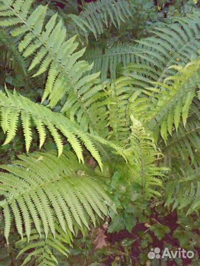 Продажа растений