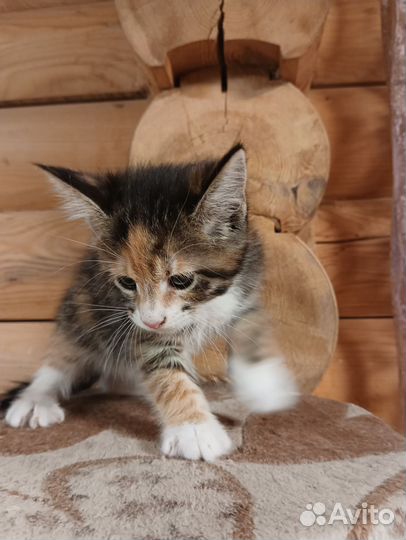 Котята мейн-кун