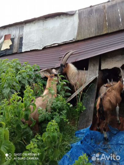 К. Р. С, 40 голов, рассматриваю обмен на авто