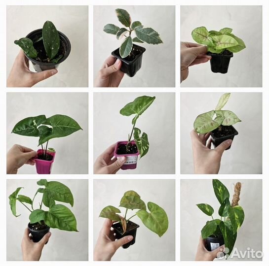 Сингониум, хойя, фикус, сциндапсус