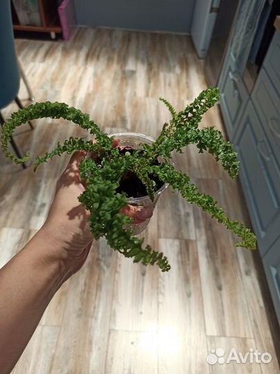 Нефролепис Эмина