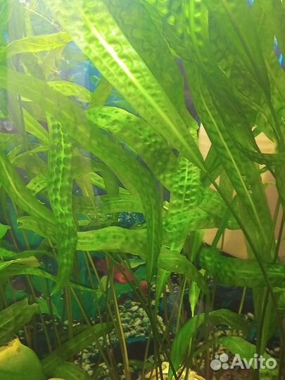 Продам анцитрус