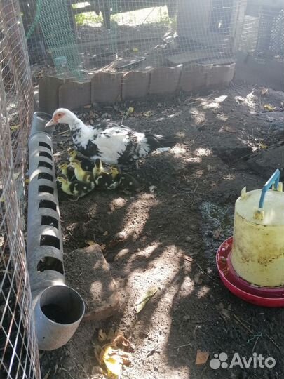 Индоутка с утятами