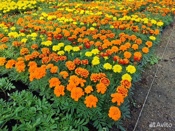 Бархатцы (Тагетис) крупный однолетние цветы оптом