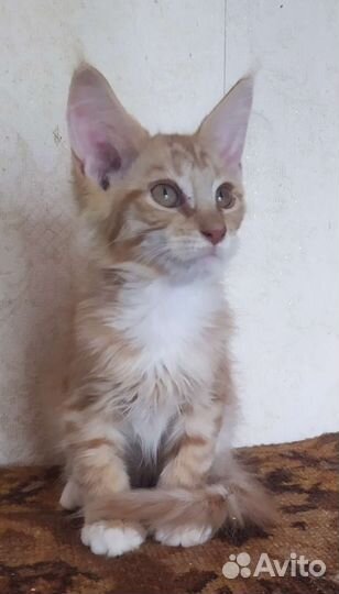 Кошечка мейн кун