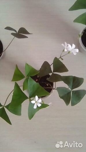 Кислица оксалис