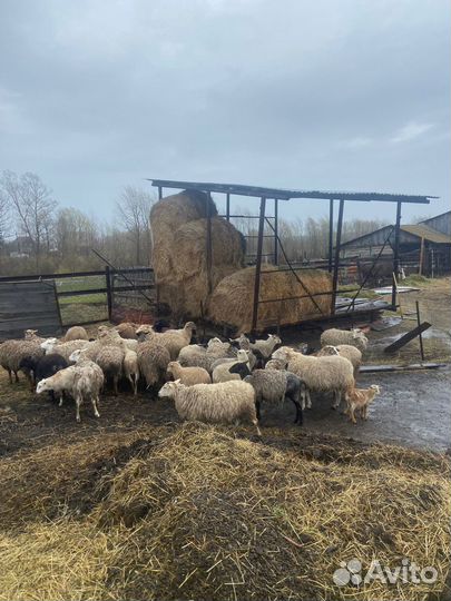 Овцы и бараны