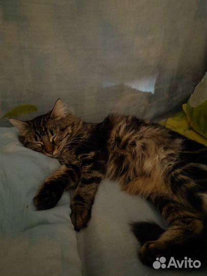 Кошка