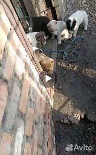 Отдам щенков в добрые руки