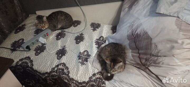 Одою в добрые руки кота и кошку