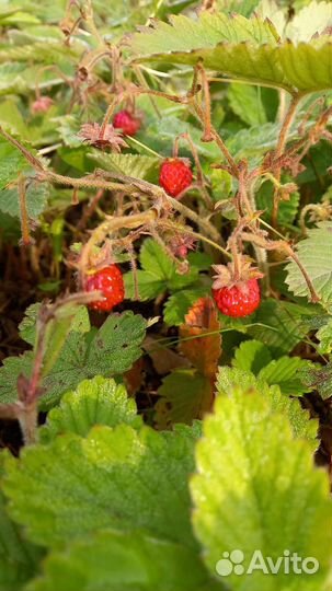 Земклубника