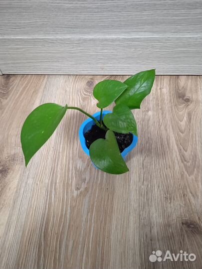 Комнатный цветок -эпипремнум