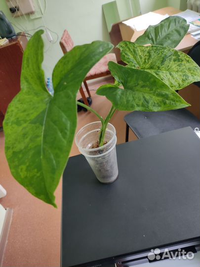 Сингониум три короля и др