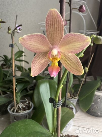 Орхидея фаленопсис Clarabele