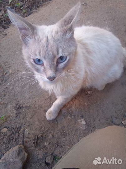 Найден кот