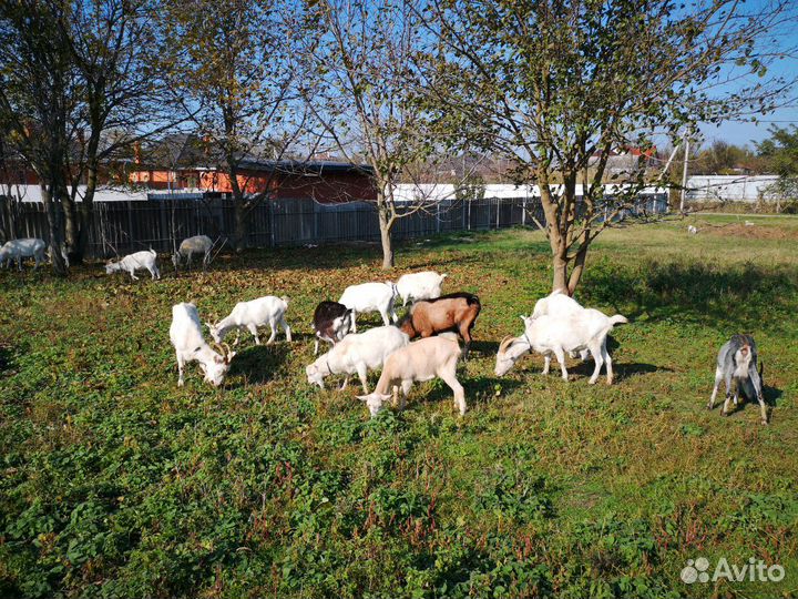 Дойные козы