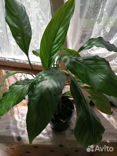 Продам комнатные цветы