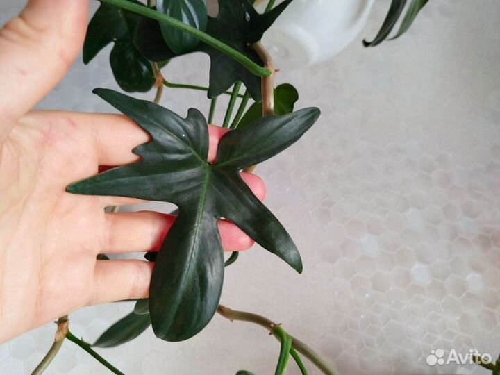 Филолендрон гитаровидный