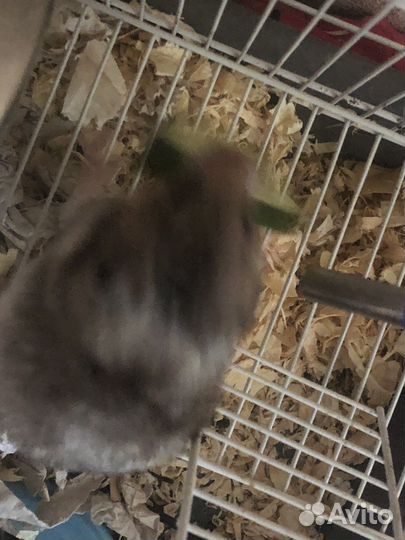 Серийский хомяк