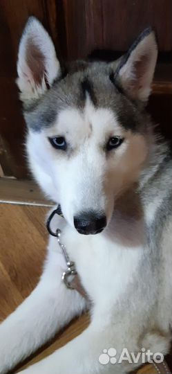 Сибирский хаски