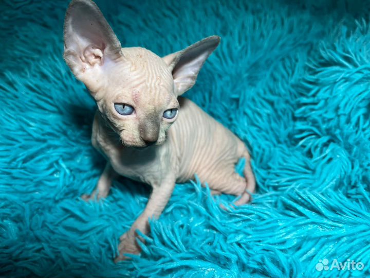 Канадский сфинкс, эльф котенок