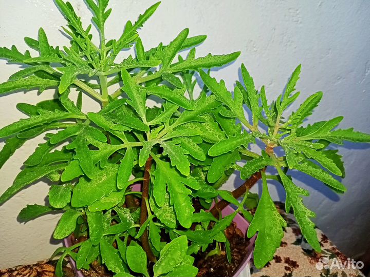 Каланхоэ лациниата, оленьи рожки, рога