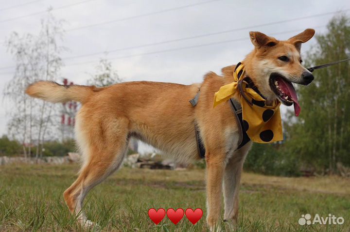 Спасите собаку из приюта