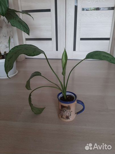 Аглаонемы, Хатиора, Калатея