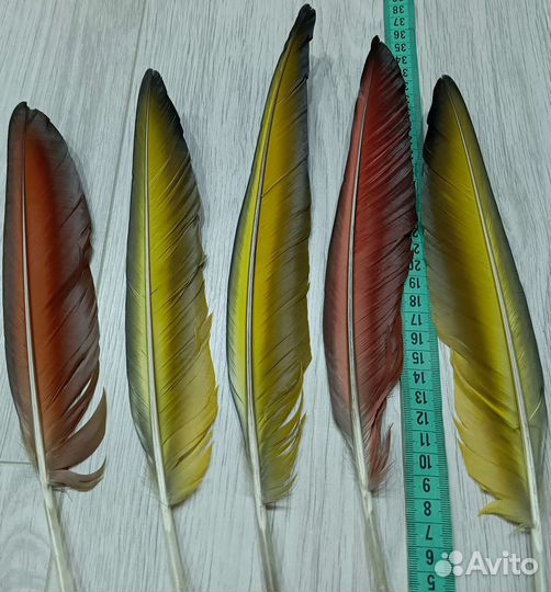Натуральные перья ара 5 шт