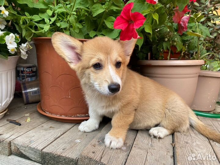 Девочка корги