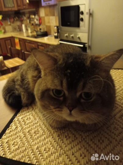 Шотландский кот вязка